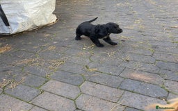 Cocker Spaniel dogs for sale: Cocker spaniel puppy - Image 3