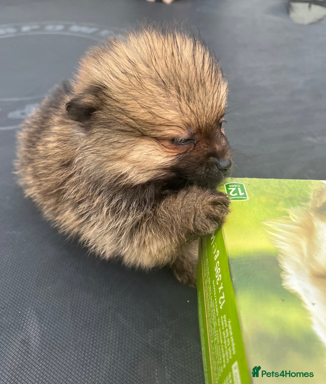 Pomeranian dogs for sale: Pomeranian puppies  - Image 11
