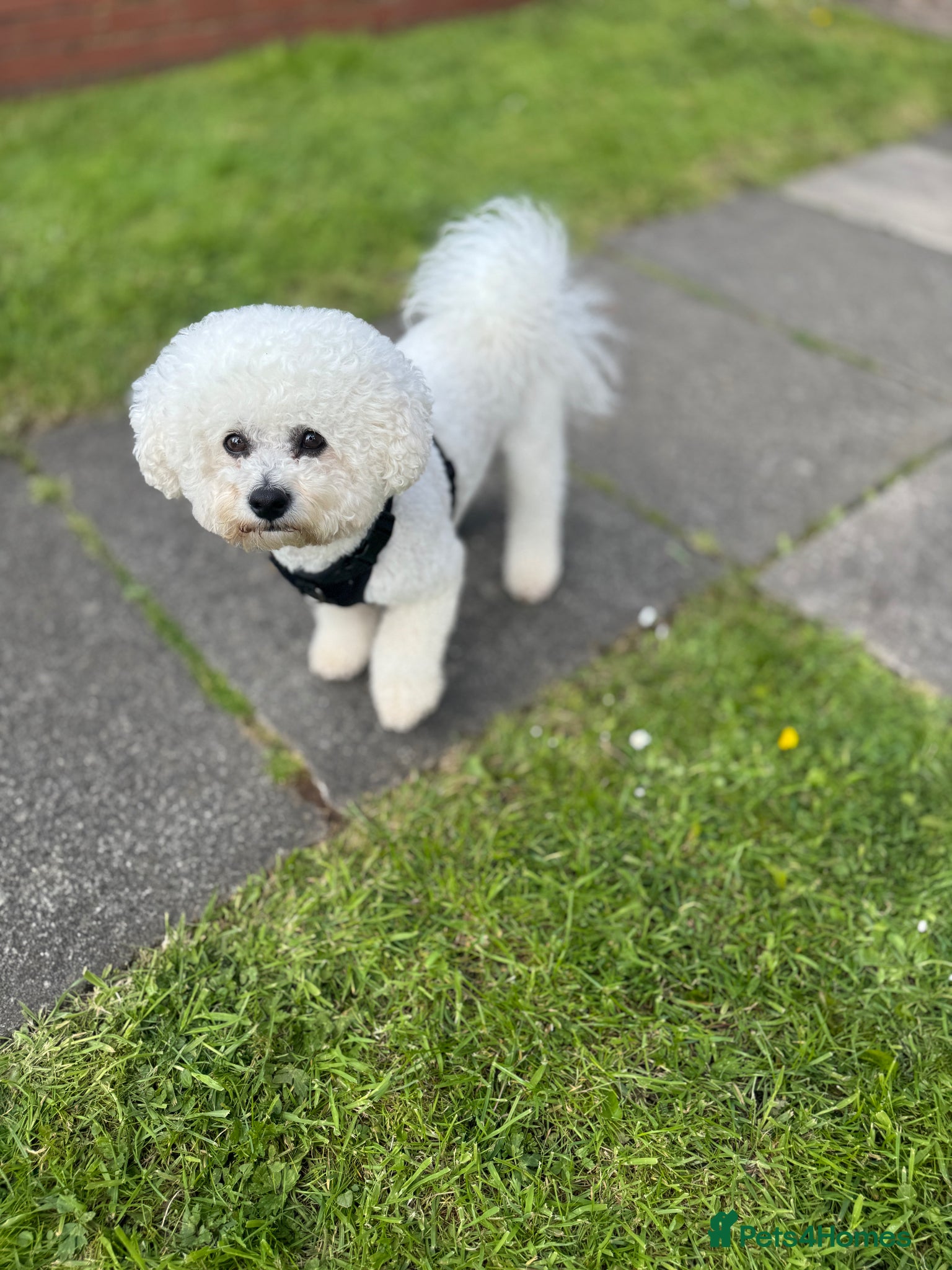 Bichon Frise dogs for sale: KC Bichon Frise Puppies Champion Bloodlines - Advert 2