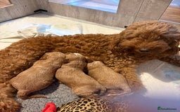 Mixed Breed dogs for sale: Australian Labradoodle  1 girl available - Image 6