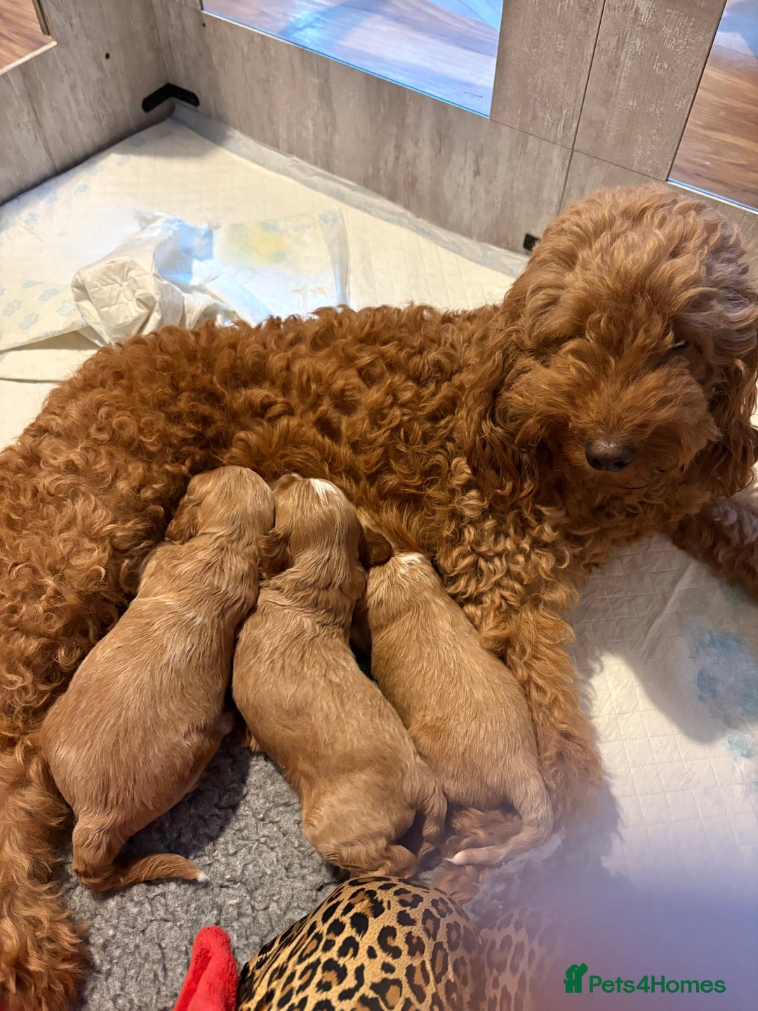 Mixed Breed dogs for sale: Australian Labradoodle  1 girl available - Image 6