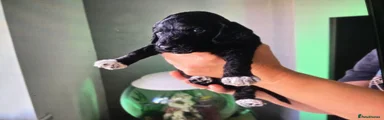 Cockapoo 4
