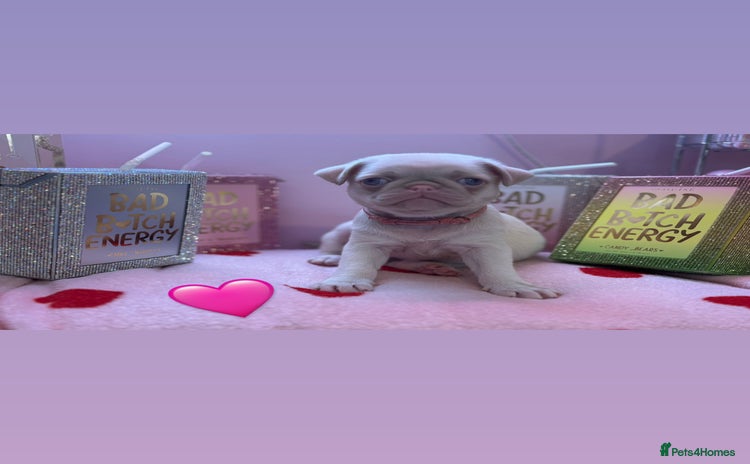 Pug dogs - Advert 1