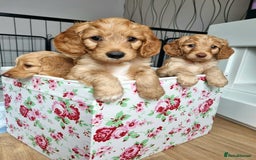 Cockapoo dogs for sale: Charming F1 cockerpoo boy seeking forever home - Image 8