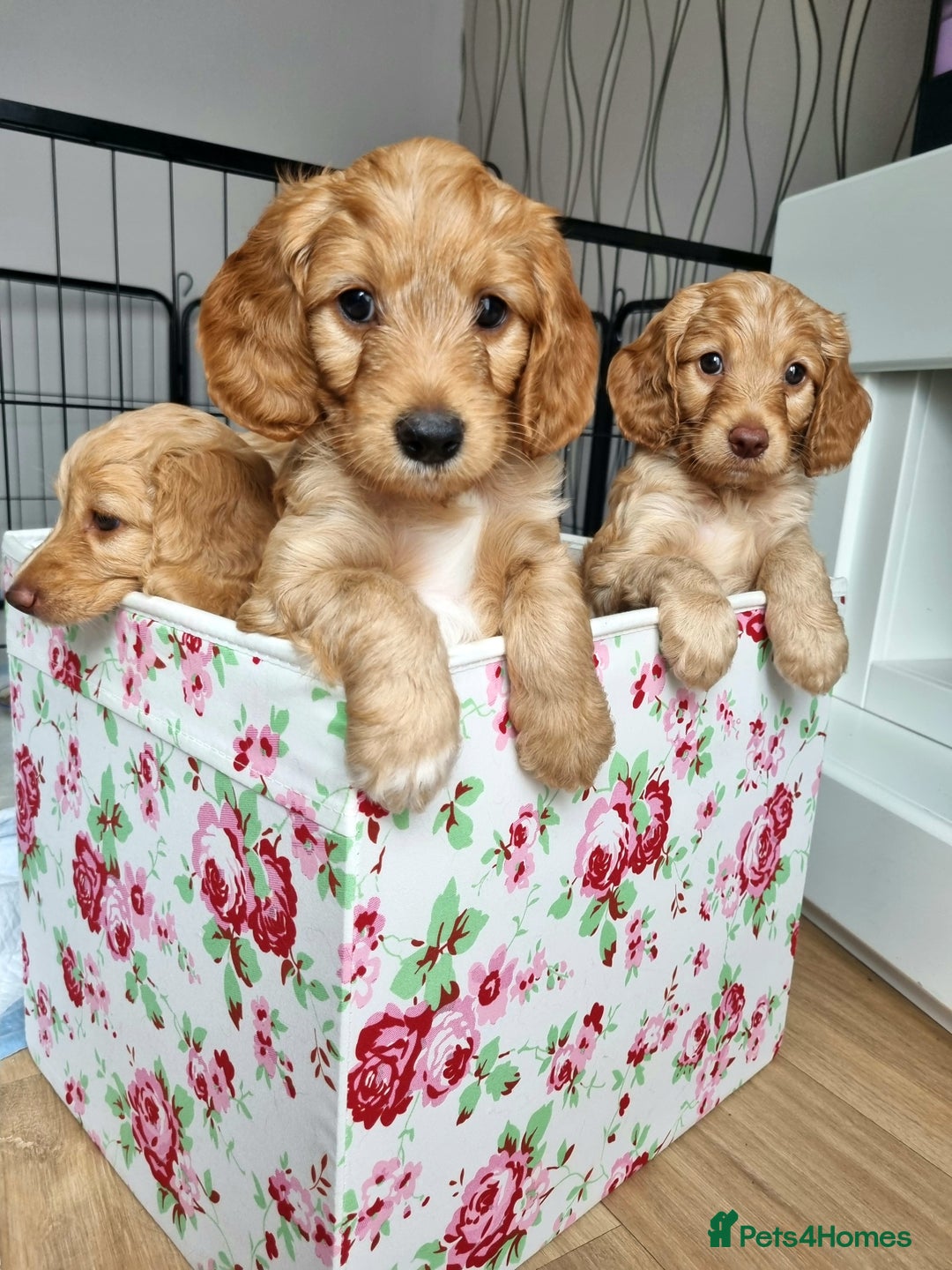 Cockapoo dogs for sale: Charming F1 cockerpoo boy seeking forever home - Image 8