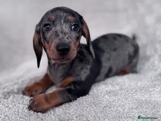 Miniature Dachshund dogs Kennel club registered Miniature dachshunds - Advert 5