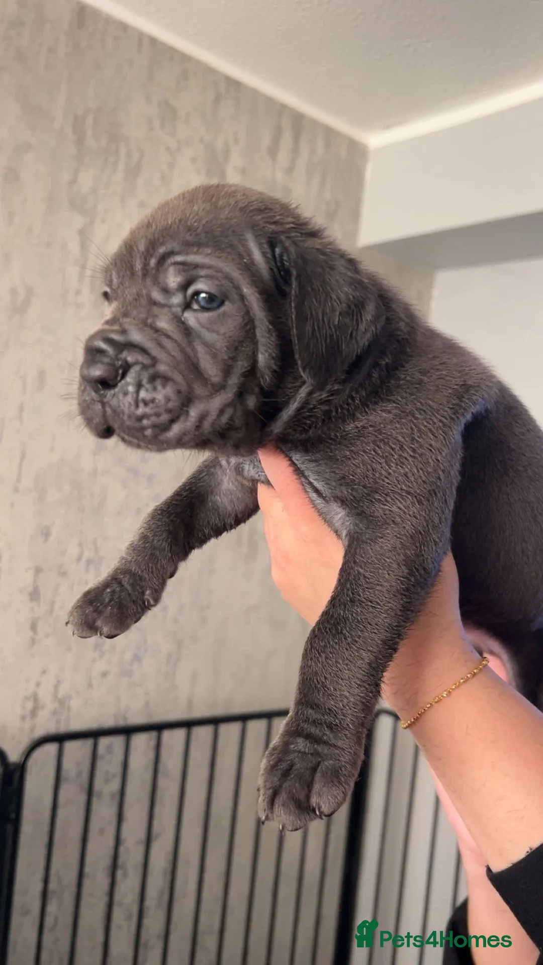 Cane Corso dogs for sale: Pure Blue Cane Corso puppies for sale - Advert 8