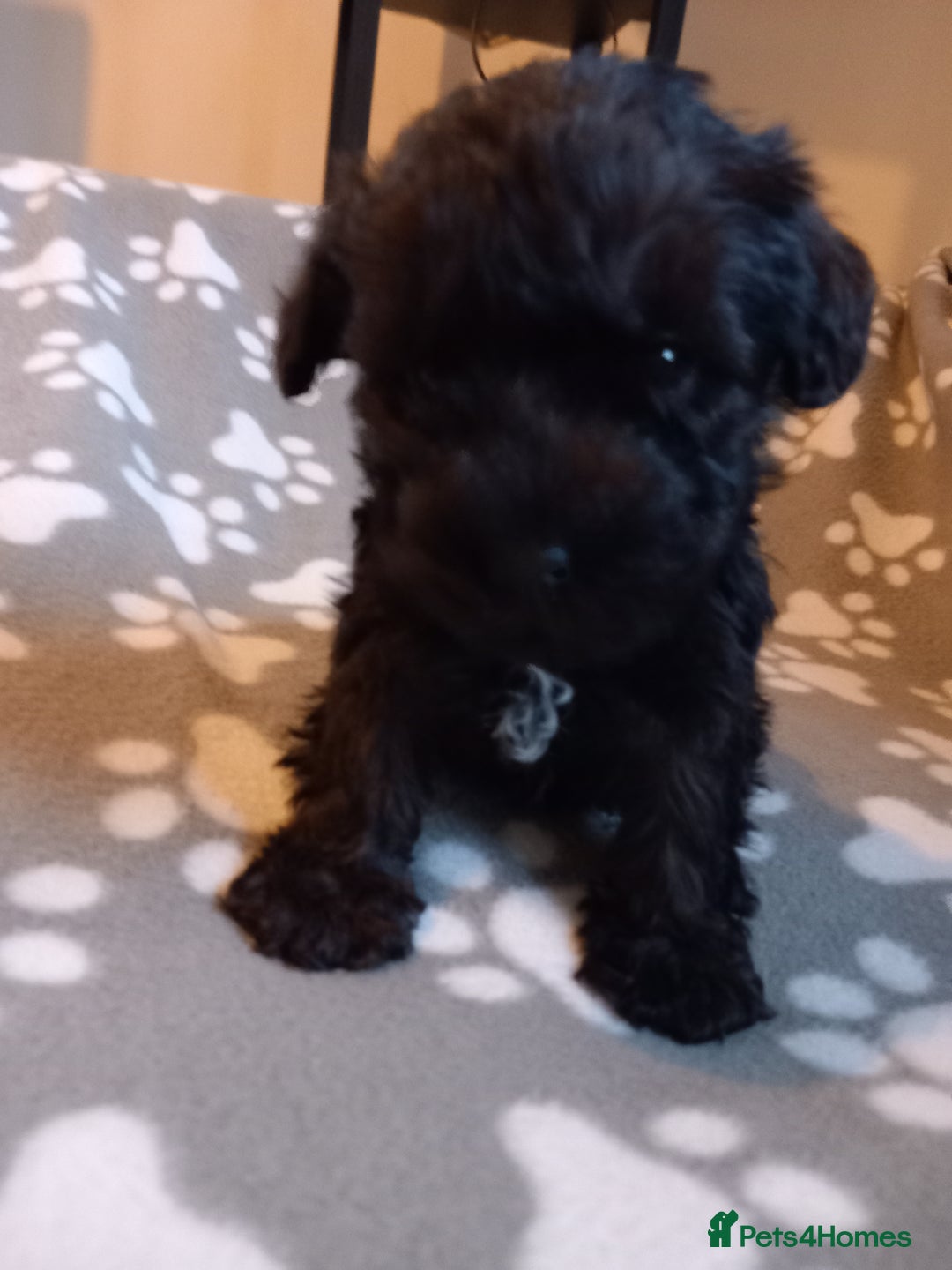 Mixed Breed dogs for sale: TOY SHNOODLES READY 21 DEC - Advert 29