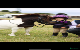 Shetland pony horses for sale: Rocco mini Shetland gelding 8hh - Image 3