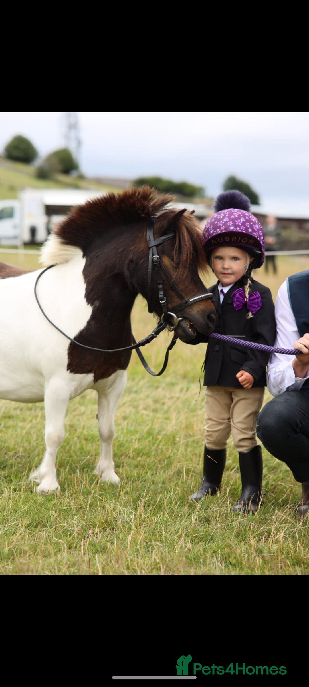 Shetland pony horses for sale: Rocco mini Shetland gelding 8hh - Image 3
