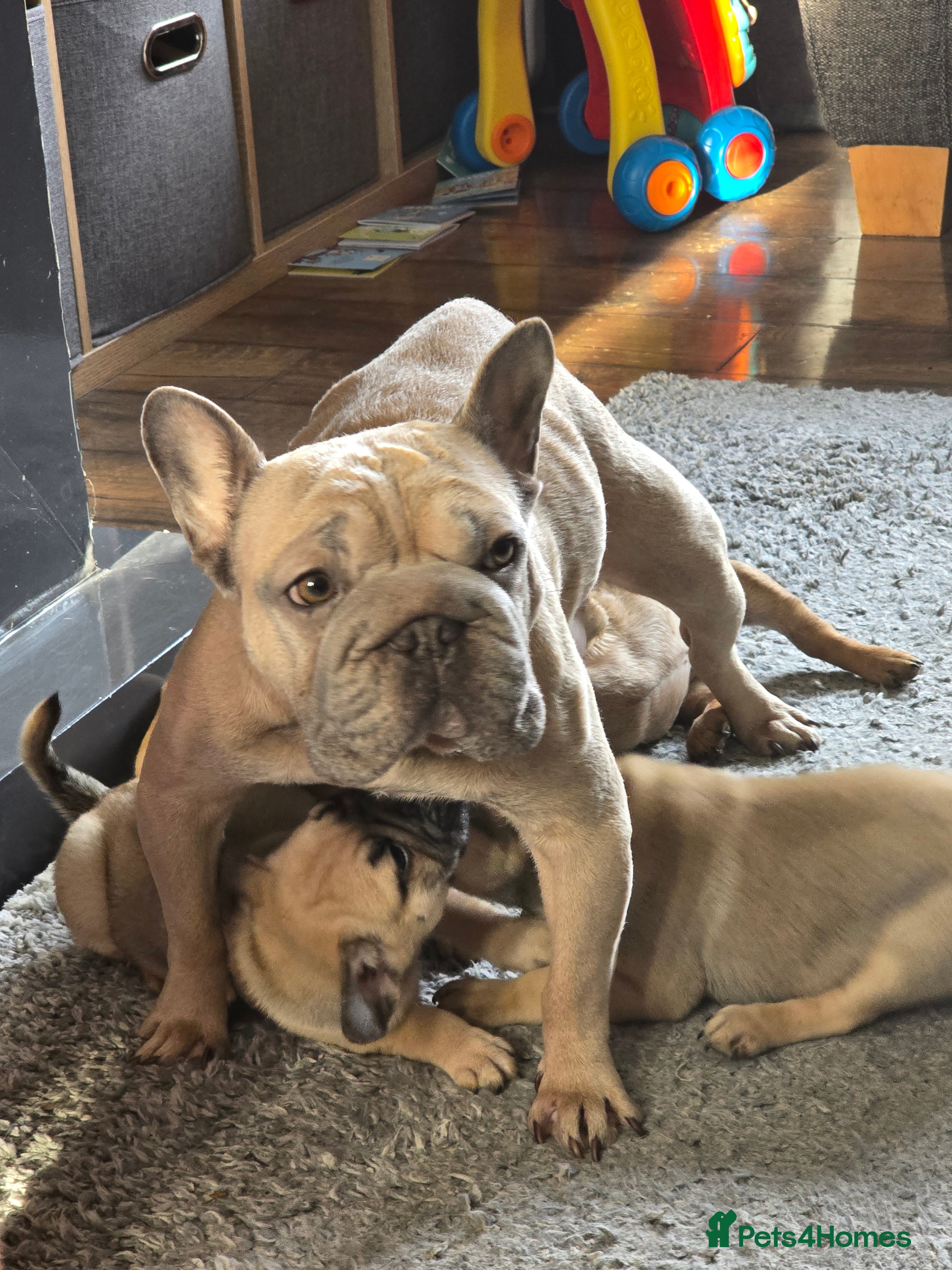 Frug dogs French bulldog x pug - Advert 1