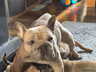 Frug dogs French bulldog x pug - Advert 1