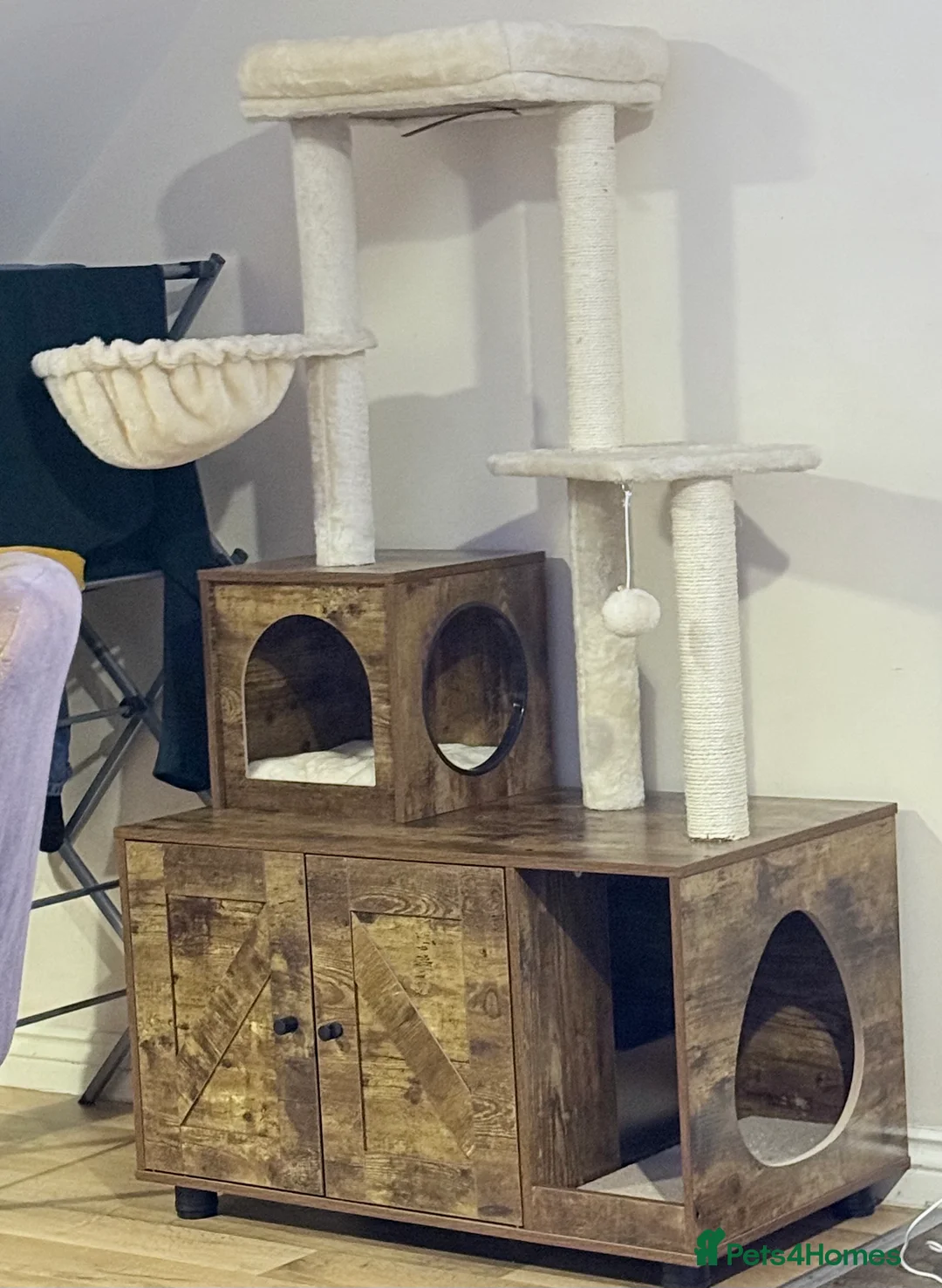 Persian cats for sale: Female Persian  - Advert 7