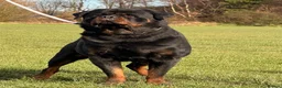 Rottweiler dogs for stud: Top quality health tested kc male German X serbian - Advert 9