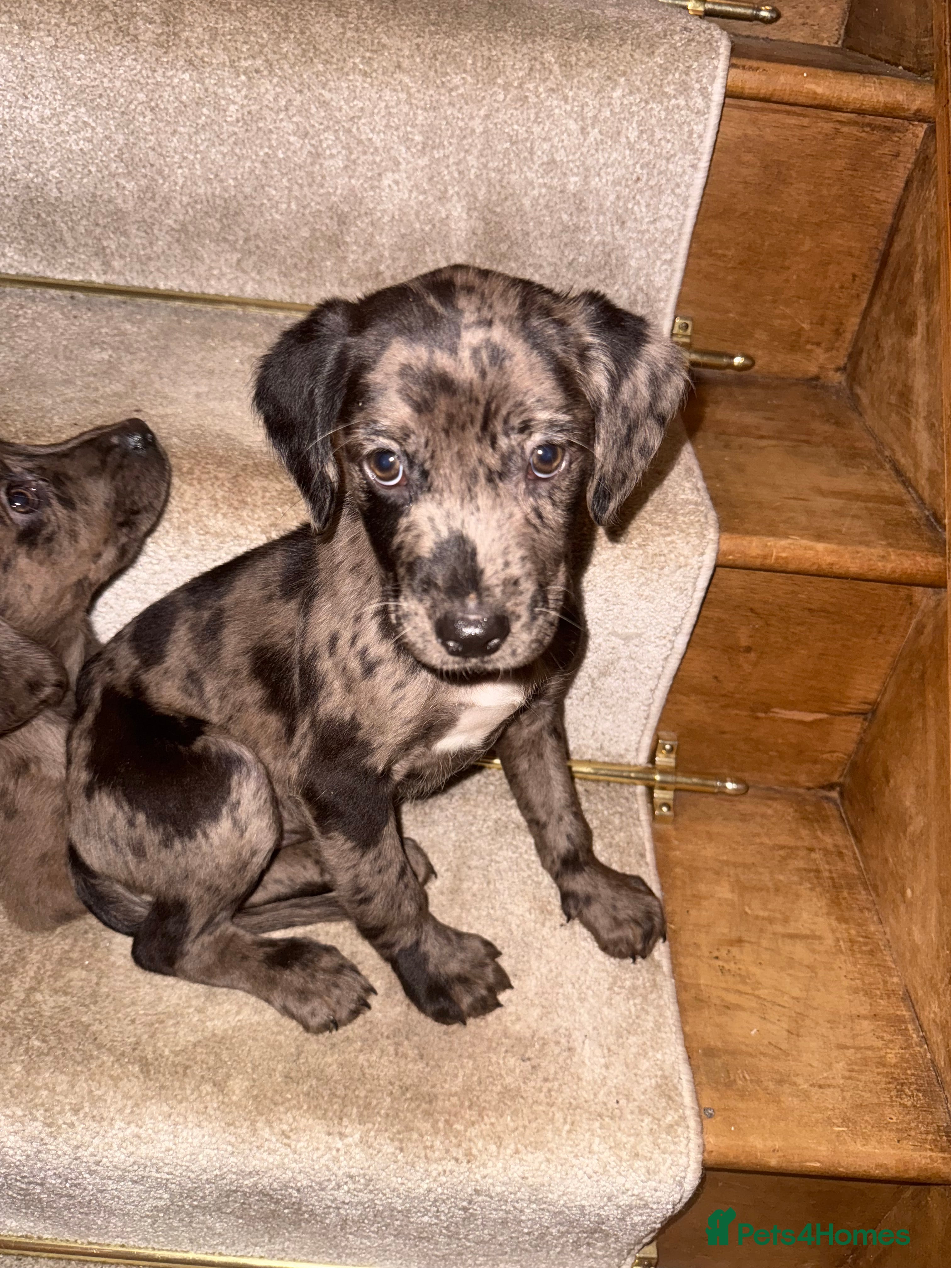Mixed Breed dogs Merle spaniel x lurcher puppies  - Advert 6