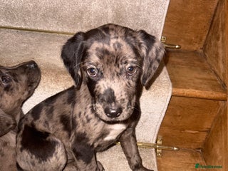 Mixed Breed dogs Merle spaniel x lurcher puppies - Advert 10
