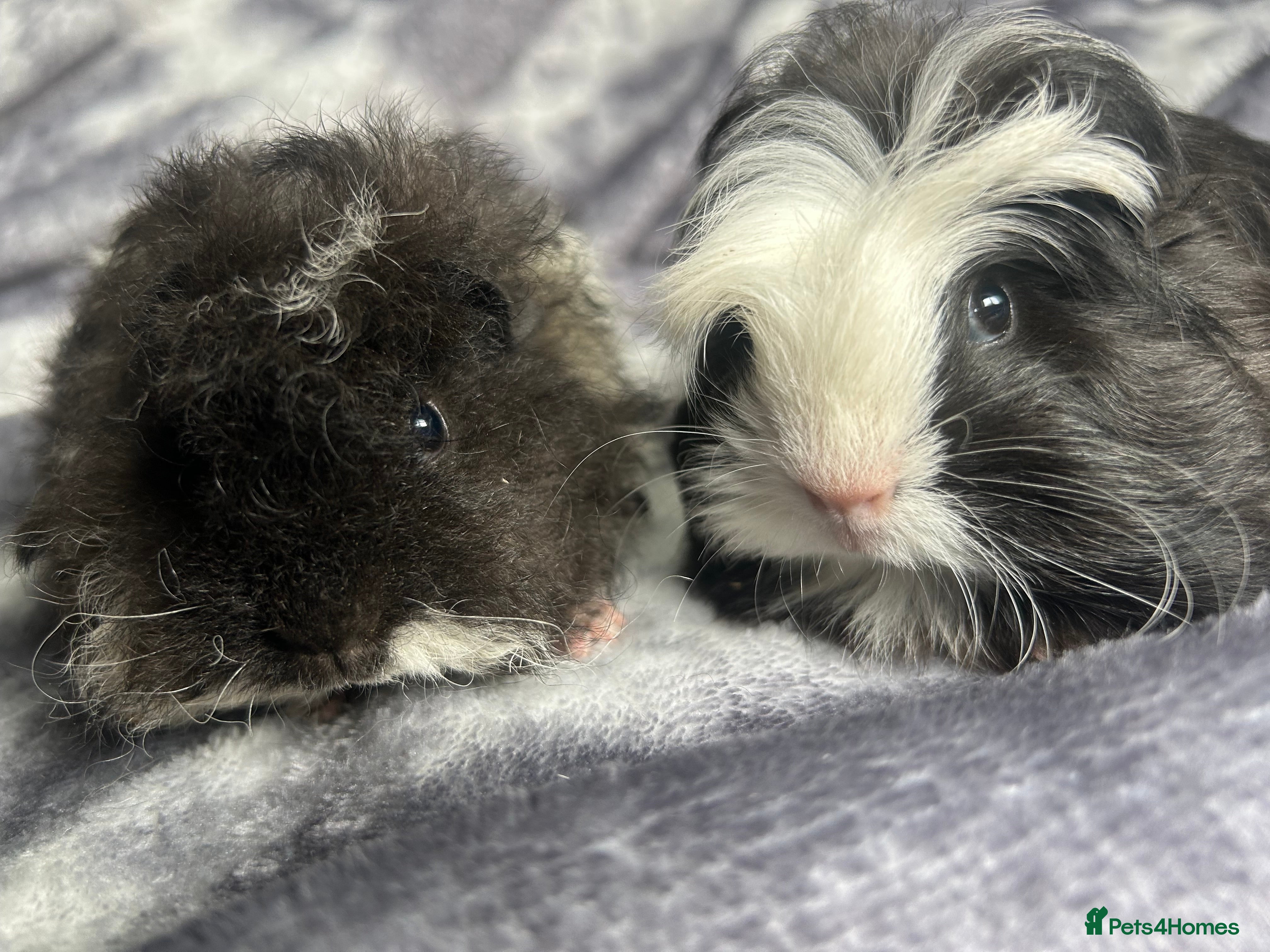 Guinea Pig rodents 1 Texel 1 coronet baby boar - Advert 2