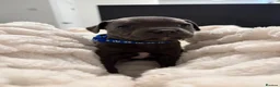 Staffordshire Bull Terrier dogs for sale: Blue✨CHAMPION✨ Staffordshire Bull Terrier Puppy’s  - Advert 11