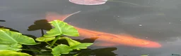 Koi Carp fish for sale: Beautiful Mukashi Ogon and Benigoi - Advert 4