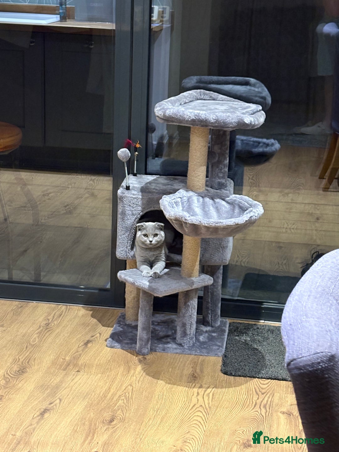 Scottish Fold cats for sale: Stunning Boy Scottish Fold Kitten in Herne Bay - Image 8