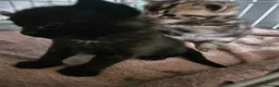 British Shorthair cats for sale: Beautiful kittens  - Advert 6