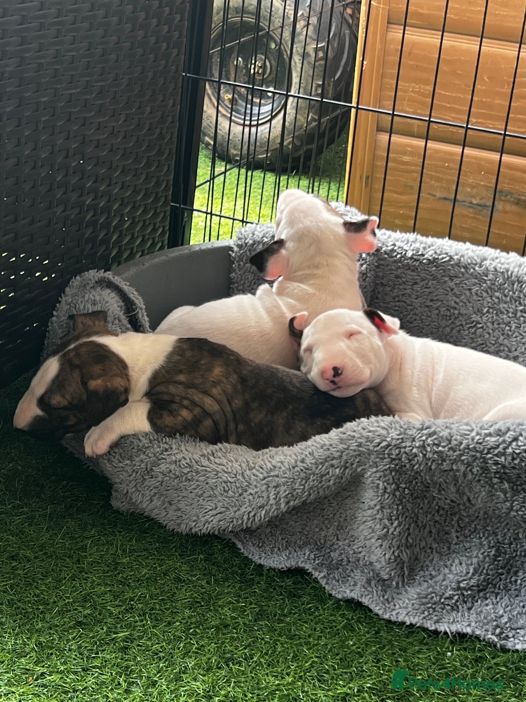 English Bull Terrier dogs for sale: Janineabullz bull terriers beautiful litter  - Image 29