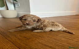 Cavapoo dogs for sale: Cavapoo Puppies for Sale - Image 25