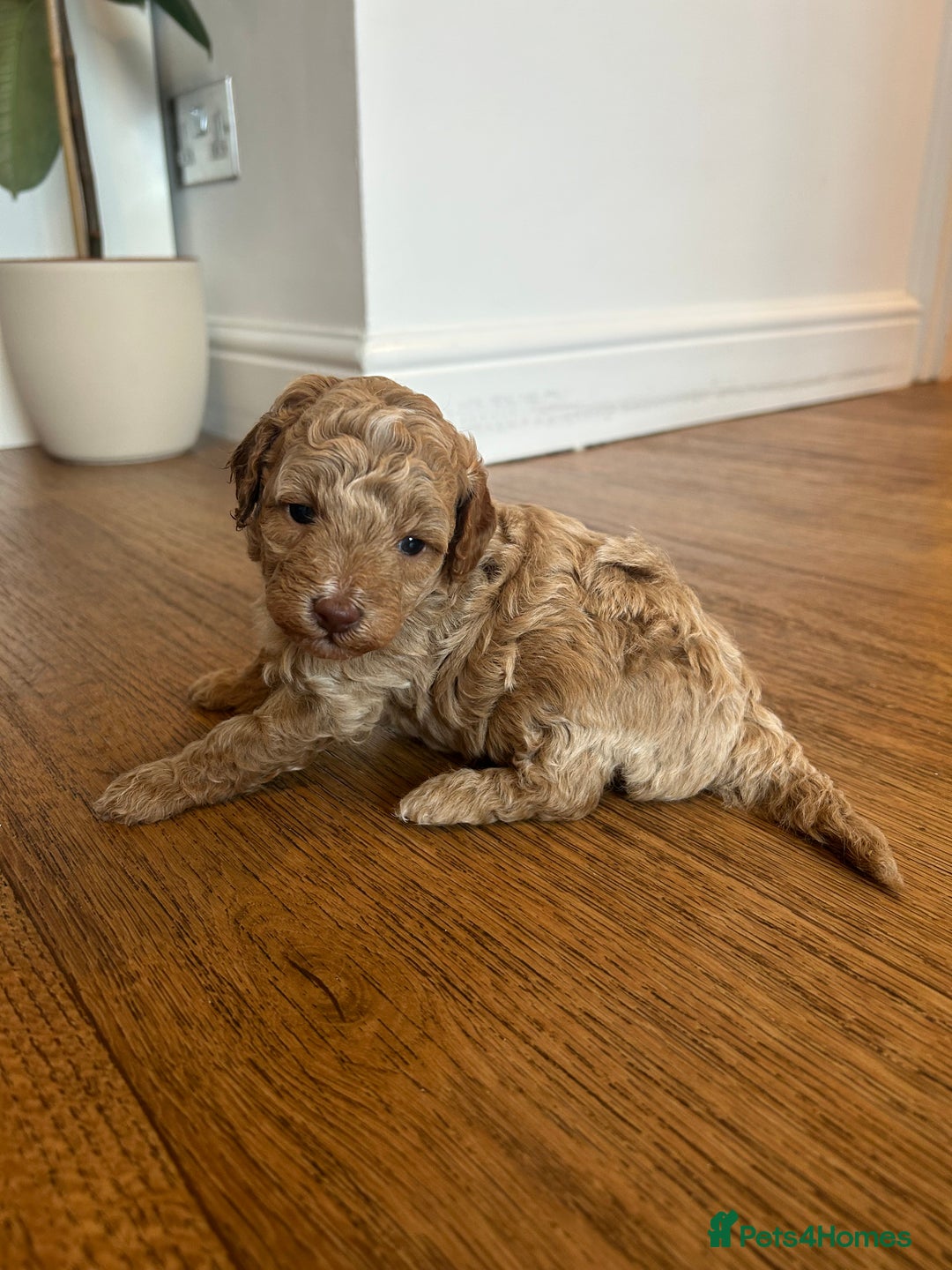 Cavapoo dogs for sale: Cavapoo Puppies for Sale - Image 25