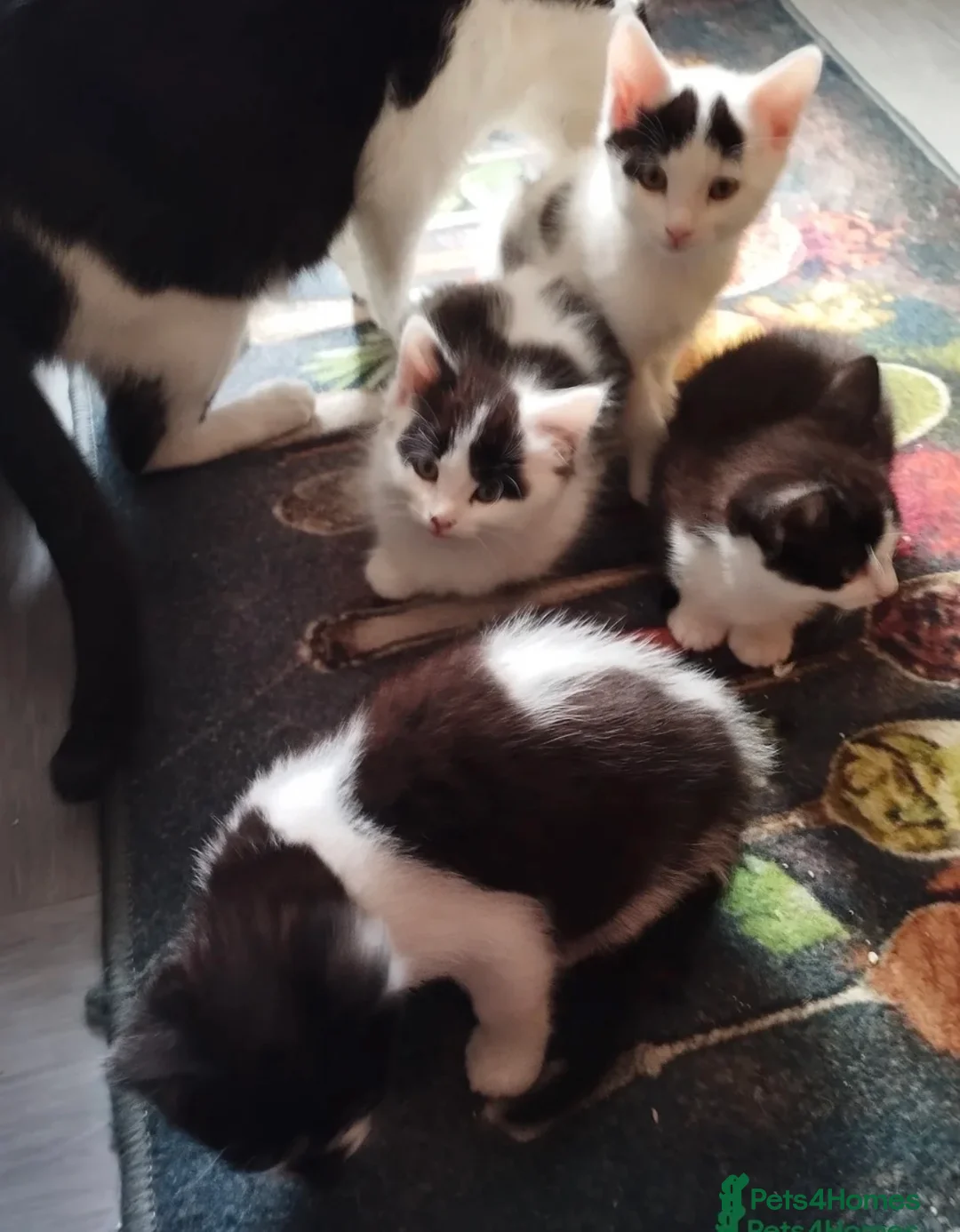 Mixed Breed cats for sale: Gorgeous 9 week old girl Kitten  - Advert 2