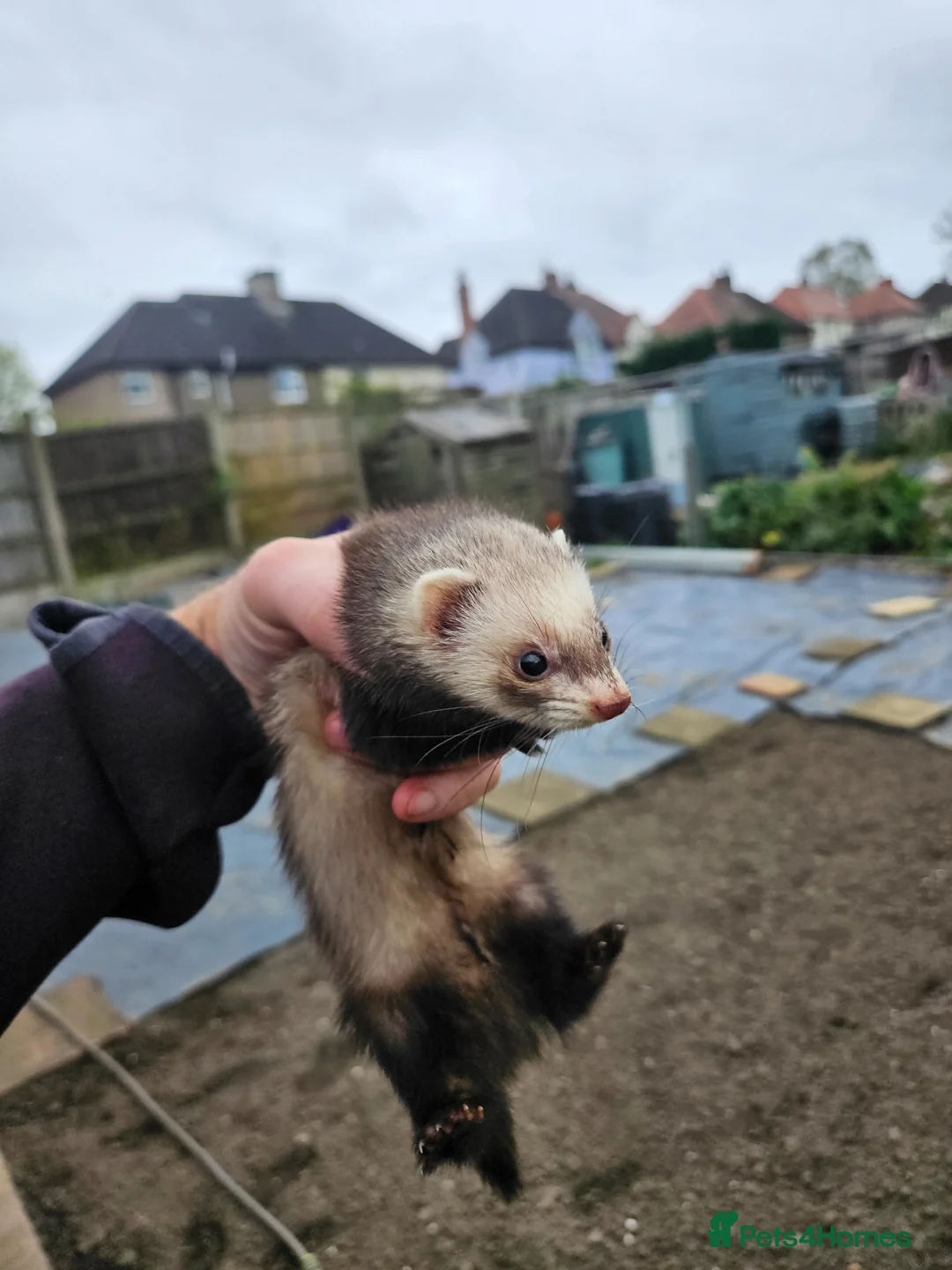 Ferret rodents for sale: Micro hob for stud - Advert 2