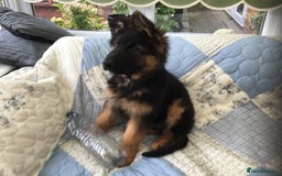 German Shepherd dogs for sale: 12 weeks German Shepard  - Image 6