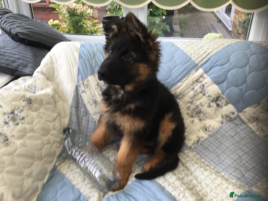 German Shepherd dogs for sale: 12 weeks German Shepard  - Image 6
