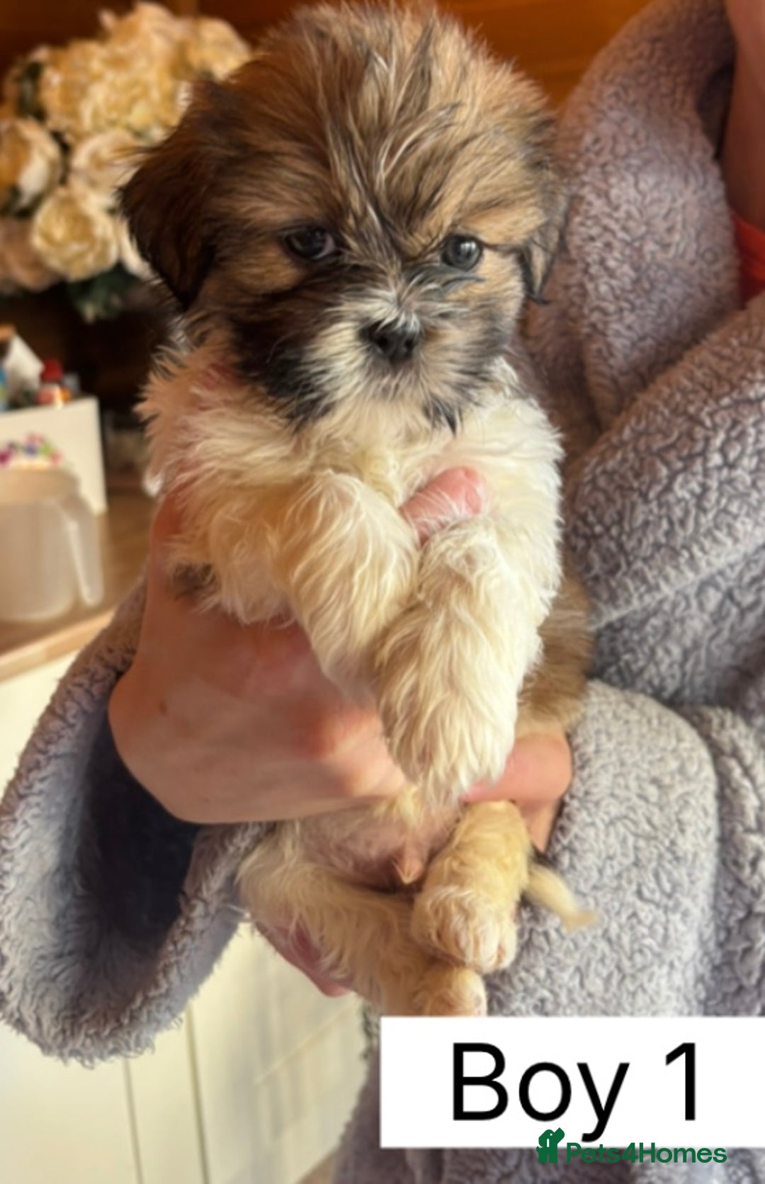 Shih Tzu dogs for sale: Four shih tzu boy puppy’s for sale. - Image 4