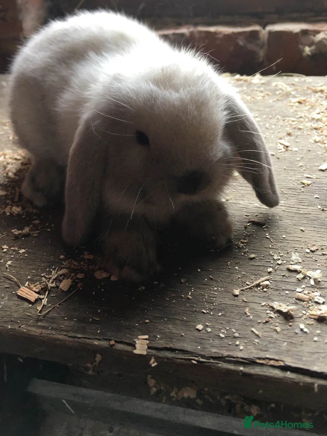 Mini Lop rabbits for sale: Gorgeous mini lops for sale  in York - Advert 5