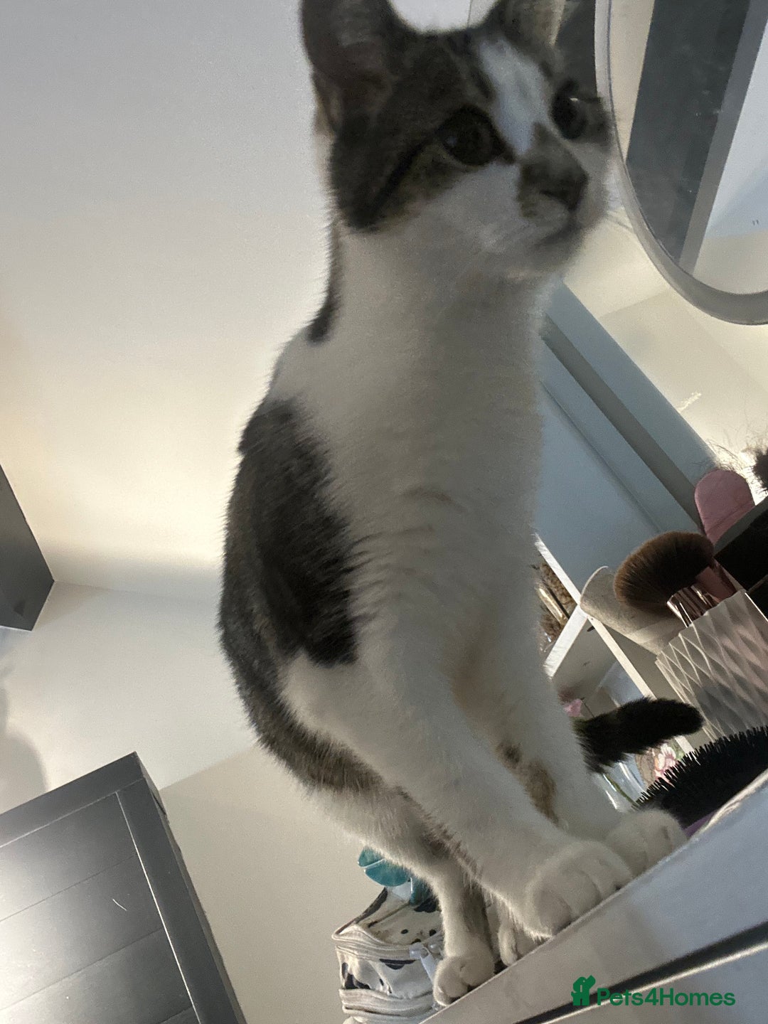 Mixed Breed cats for sale: Phoebe, 10 Months Old 🐾 🩷 - Advert 2