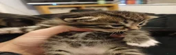Mixed Breed cats for sale: Two beautiful tabby kittens. - Advert 1