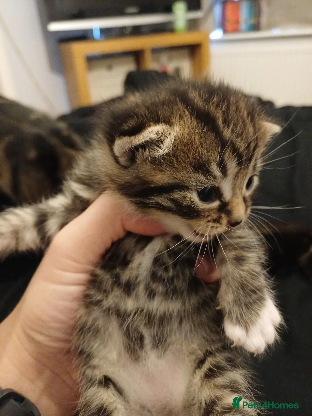 Mixed Breed cats for sale: Two beautiful tabby kittens. - Advert 1