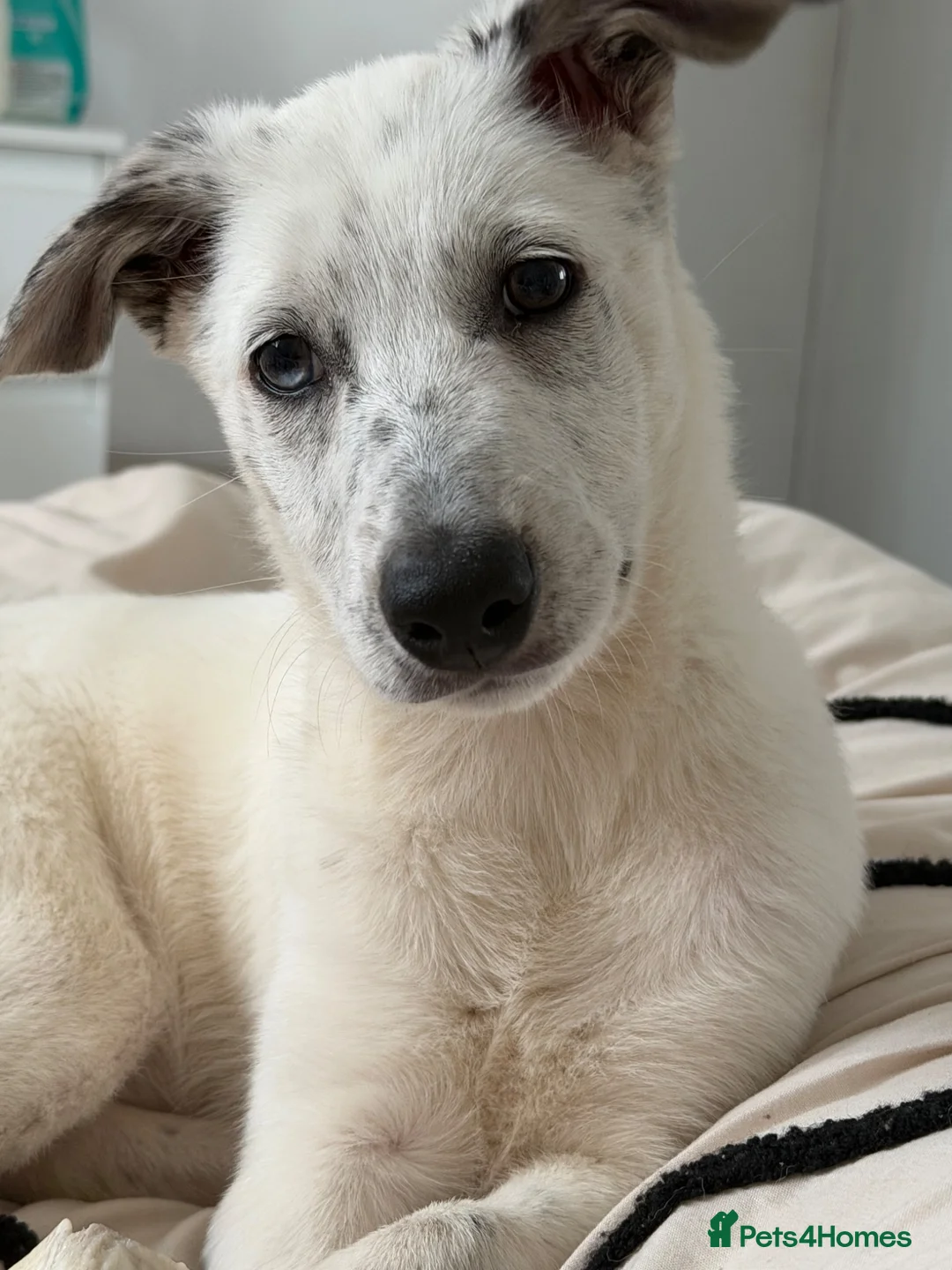 Border Collie dogs for sale: Female boarder collie 4months  in Porth - Advert 2