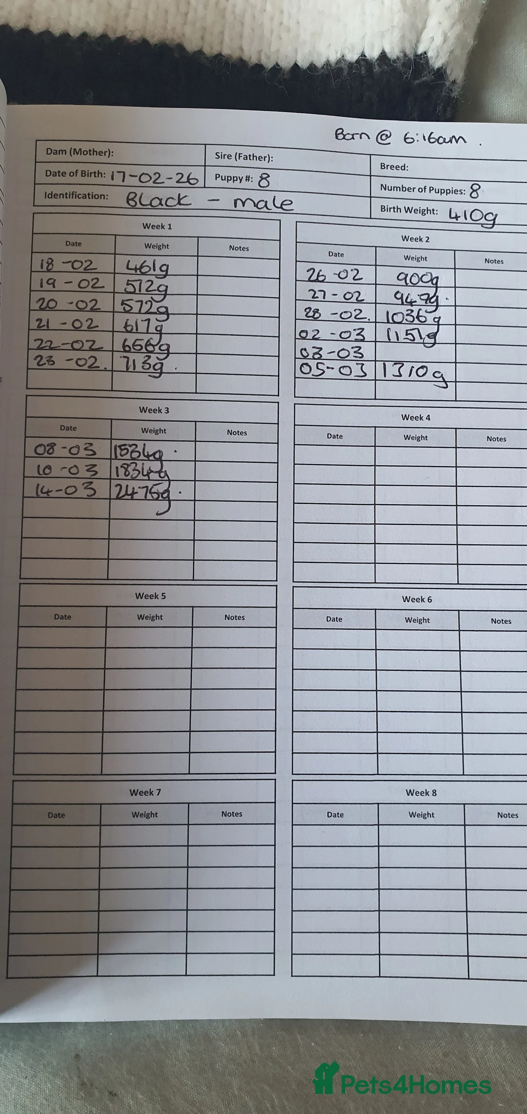 Goldador dogs for sale: Goldador puppies in Loughborough - Advert 2