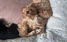 Mixed Breed dogs for sale: Ship/Cavapoo - Image 8