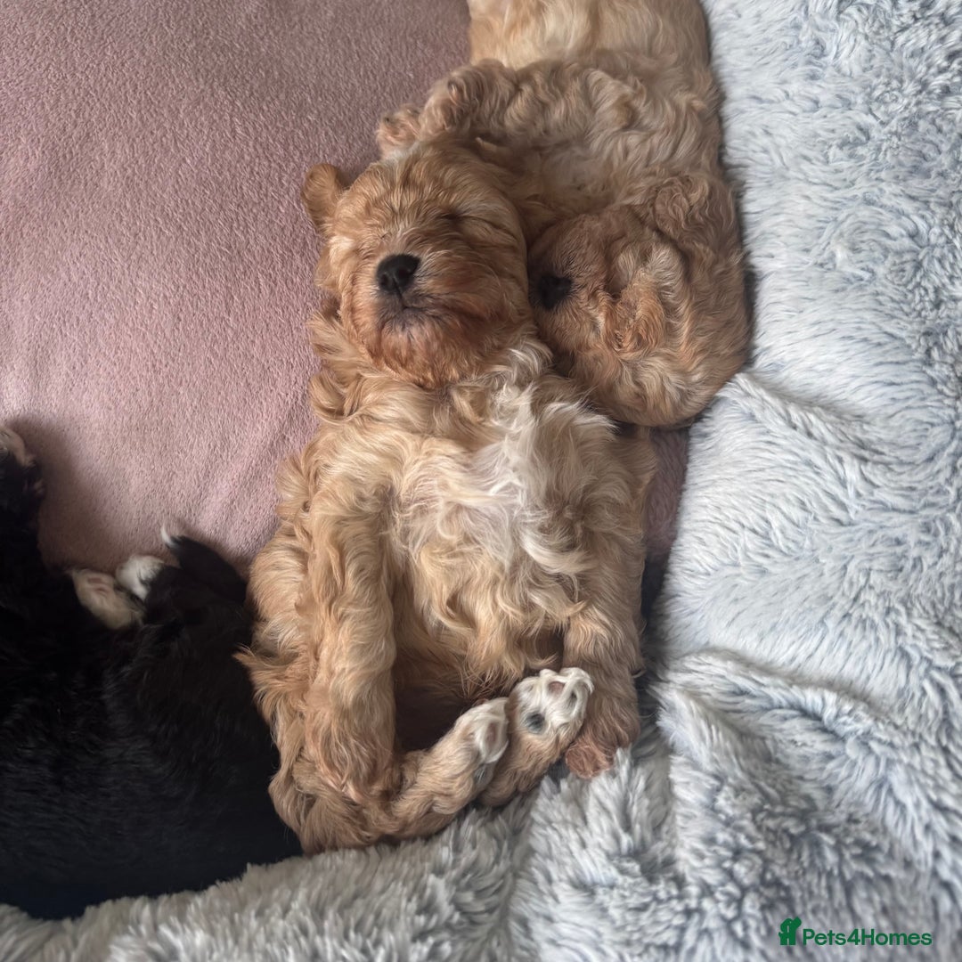 Mixed Breed dogs for sale: Ship/Cavapoo - Image 8