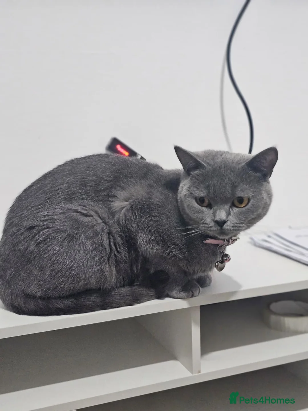 British Shorthair cats for sale: British Shorthair Boy 4 Months vacinated & Healthy - Advert 2