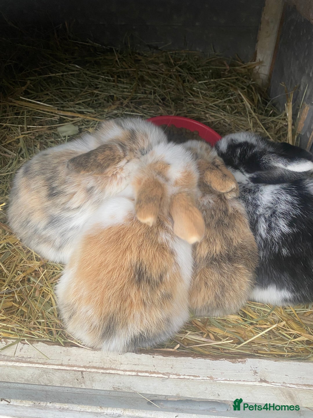 Mini Lop rabbits for sale: Gorgeous mini lop baby rabbits  - Advert 6
