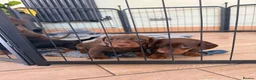 Miniature Dachshund dogs for sale: Beautiful KC registered miniature dachshunds - Advert 28