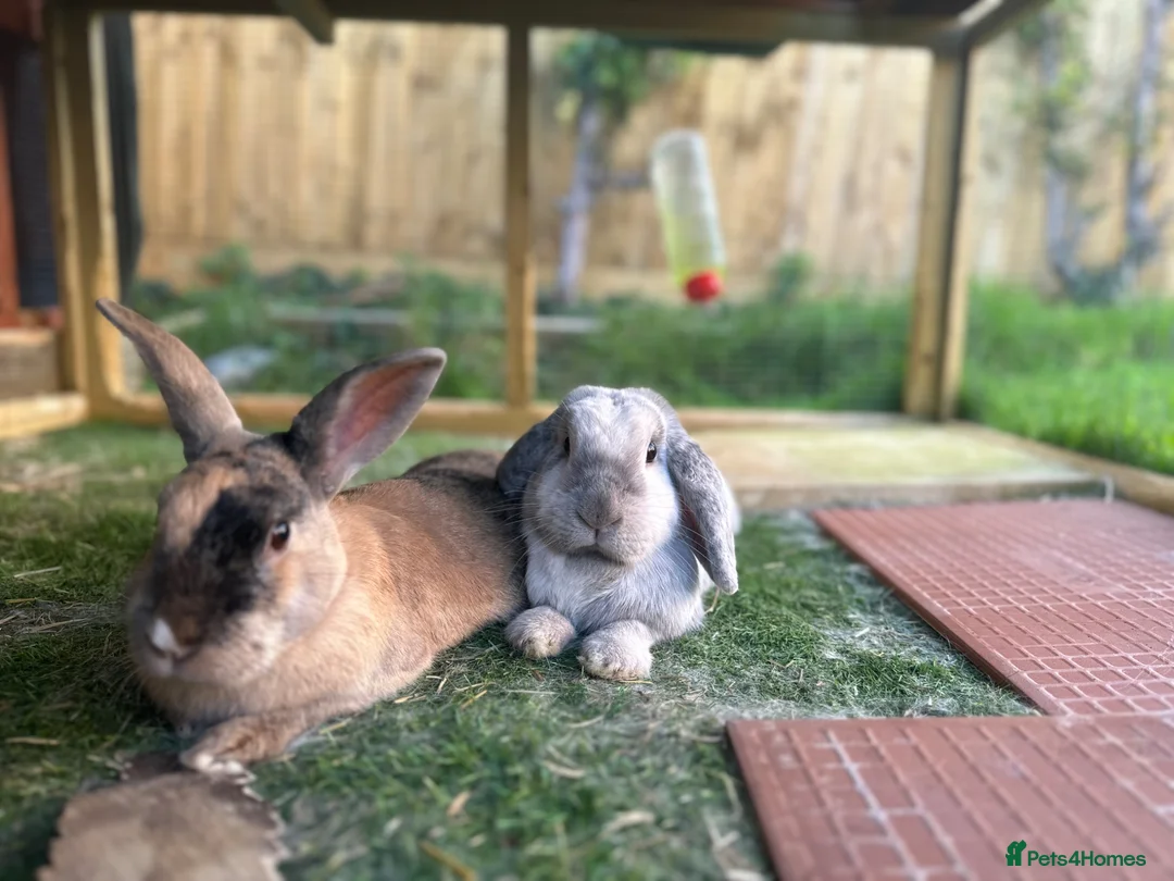 Mixed Breed rabbits for sale: 2 female rabbits for rehoming  - Advert 3