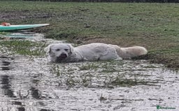 Golden Retriever dogs for sale: KC GOLDEN RETRIEVER PUPPIES  - Image 20