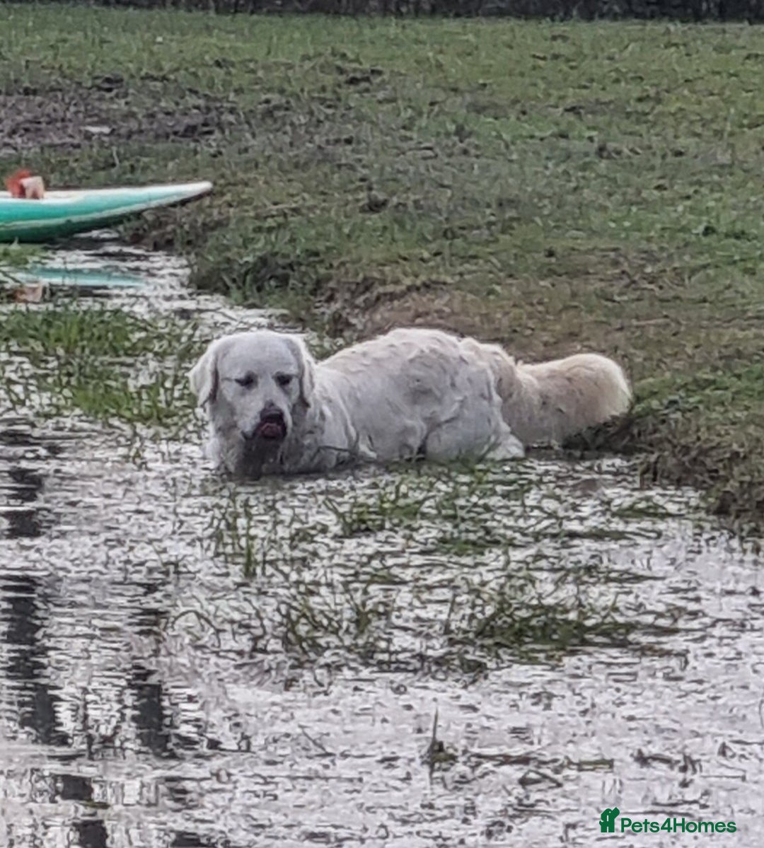 Golden Retriever dogs for sale: KC GOLDEN RETRIEVER PUPPIES  - Image 20