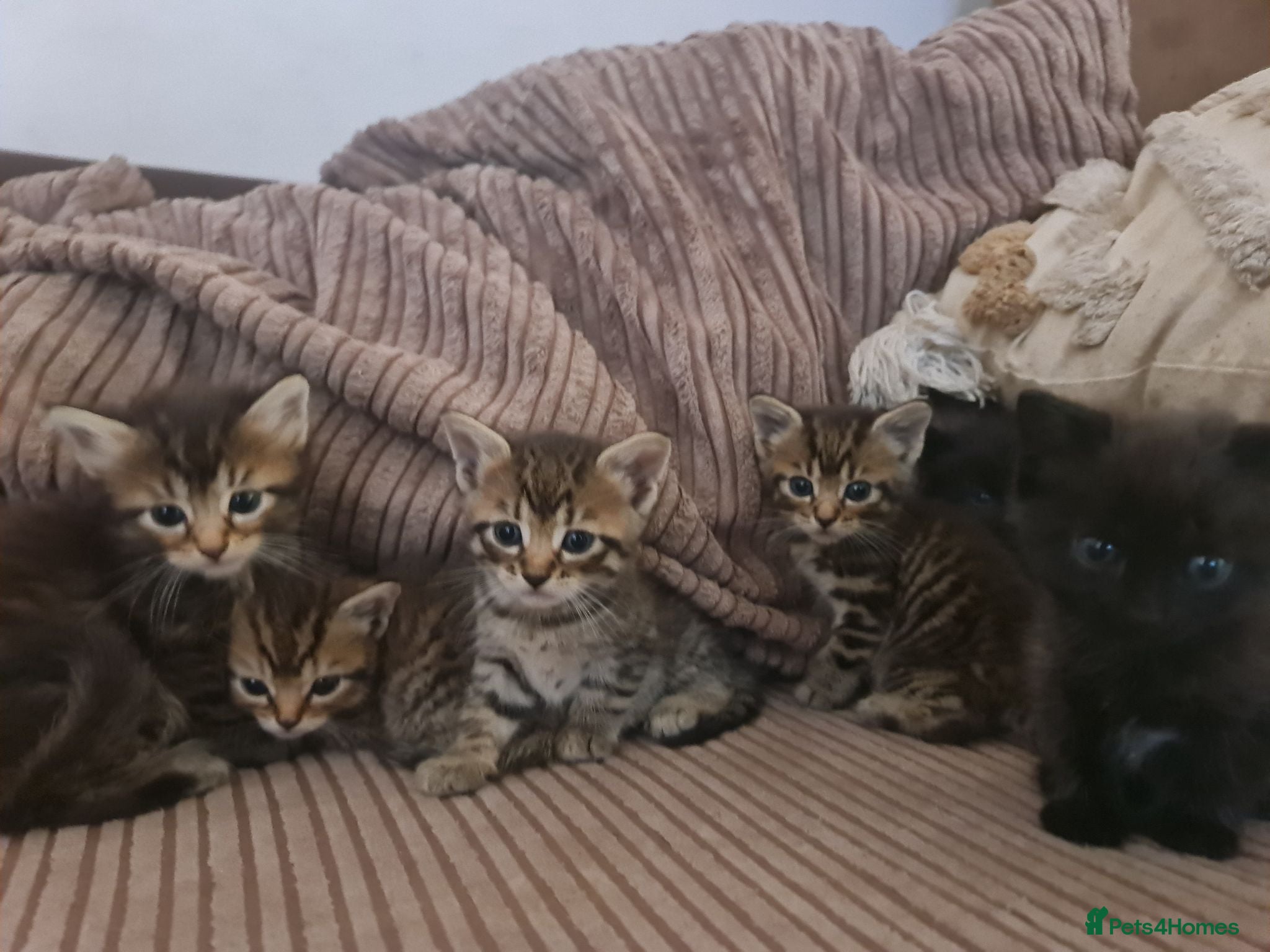 Mixed Breed cats 5 kittens for sale  - Advert 1