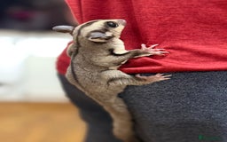 Sugar Glider rodents for sale:  2 Female Sugar Gliders – 5 Months Old (Tame) - Image 19
