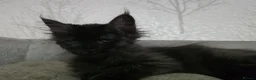 Maine Coon cats for sale: READY NOW Black Smoke Maine Coon Kitten - Advert 5